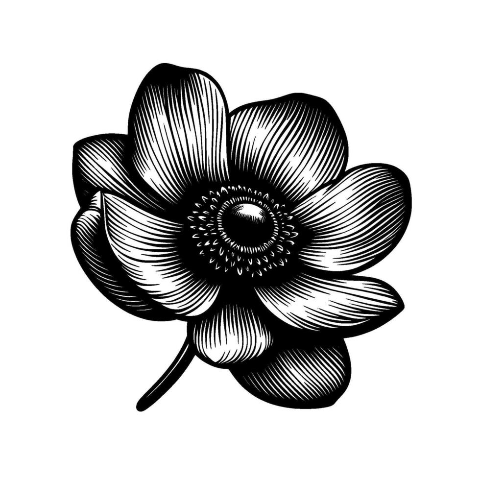 Intricate Engraved Black and White Anemone Flower, Detailed Botanical Illustration, Isolated on a White Background. vector