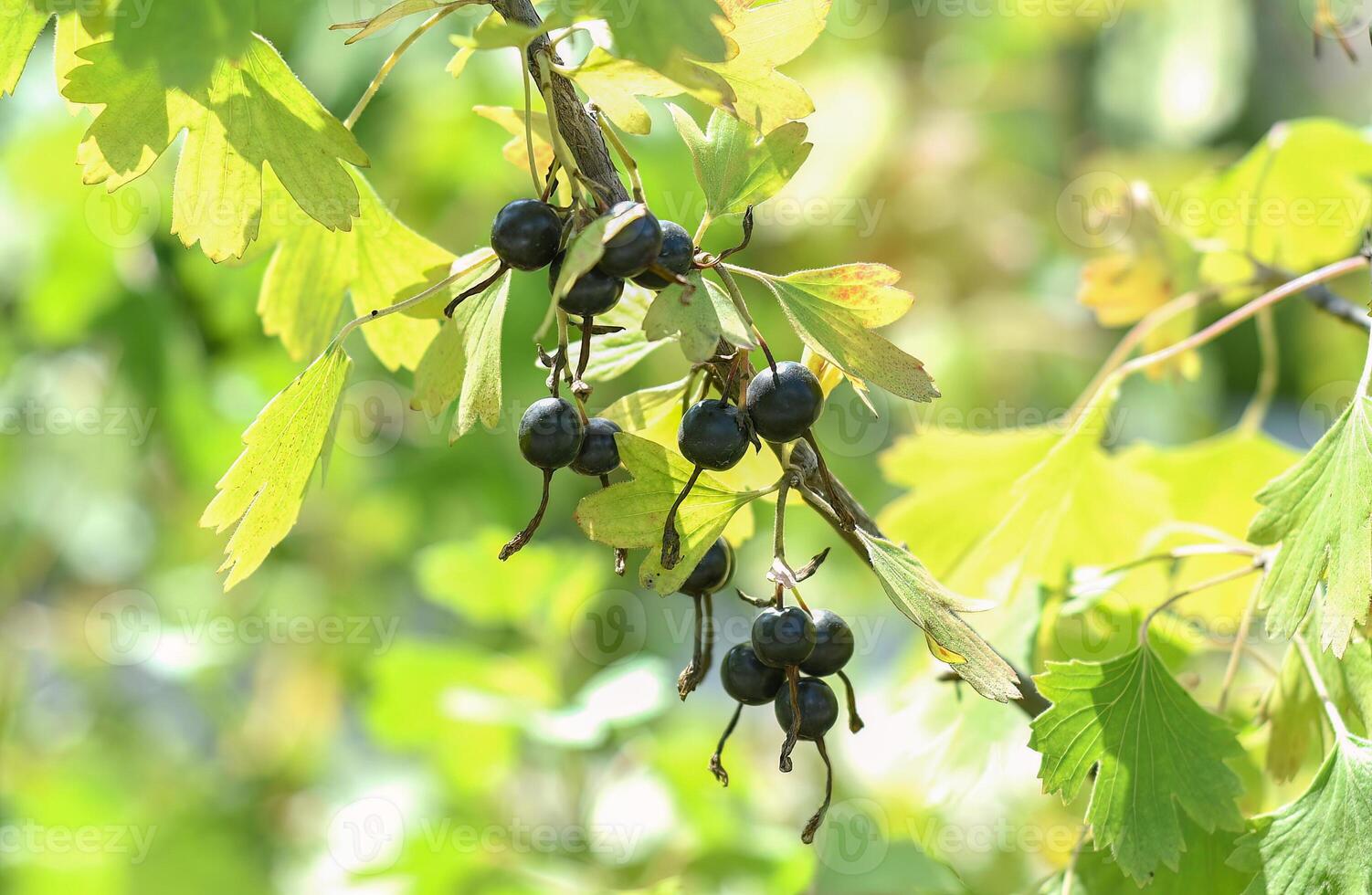 Black currant berries growing on a branch photo