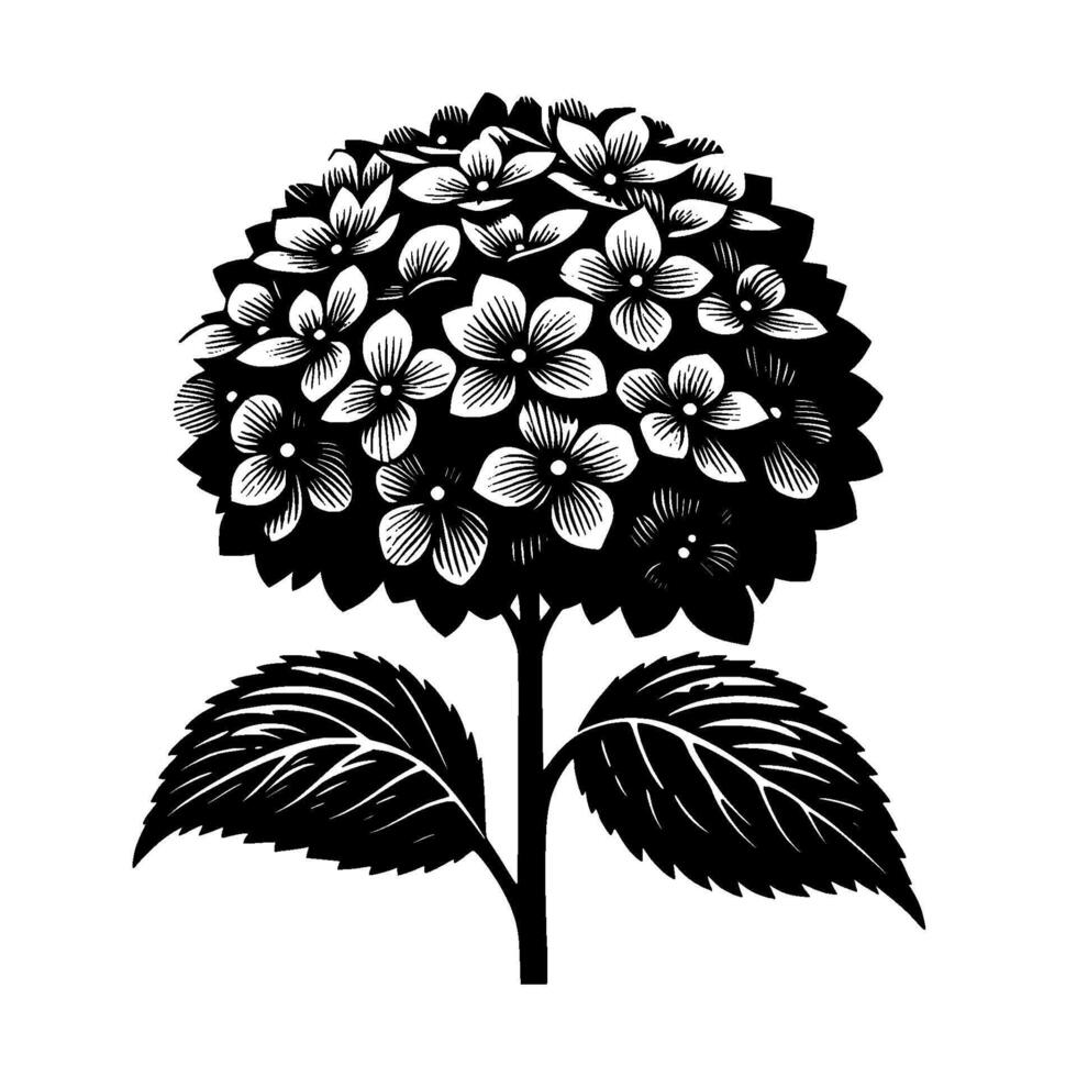Bold Black White Hydrangea Botanical Illustration Detailed Floral Composition with Two Large Leaves, Minimalist Style. vector