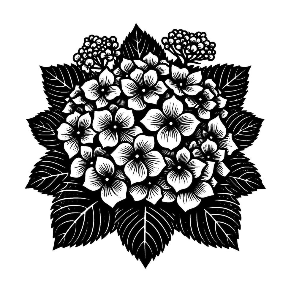 Bold Black and White Floral Illustration A Stylized Hydrangea Bloom with Intricate Line Art Detailing and Surrounding Leaves, Isolated on White. vector