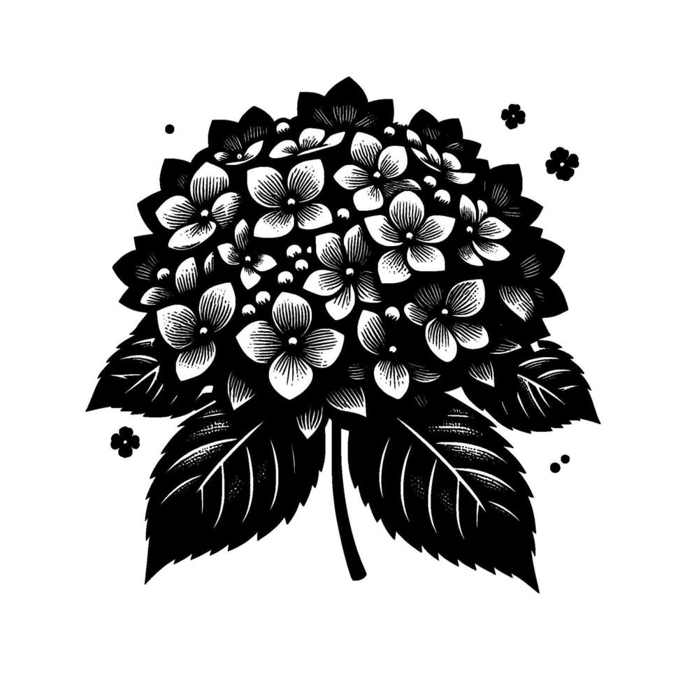 Elegant Black and White Engraved Hydrangea Illustration with Detailed Petals and Leaves, Minimalist vector