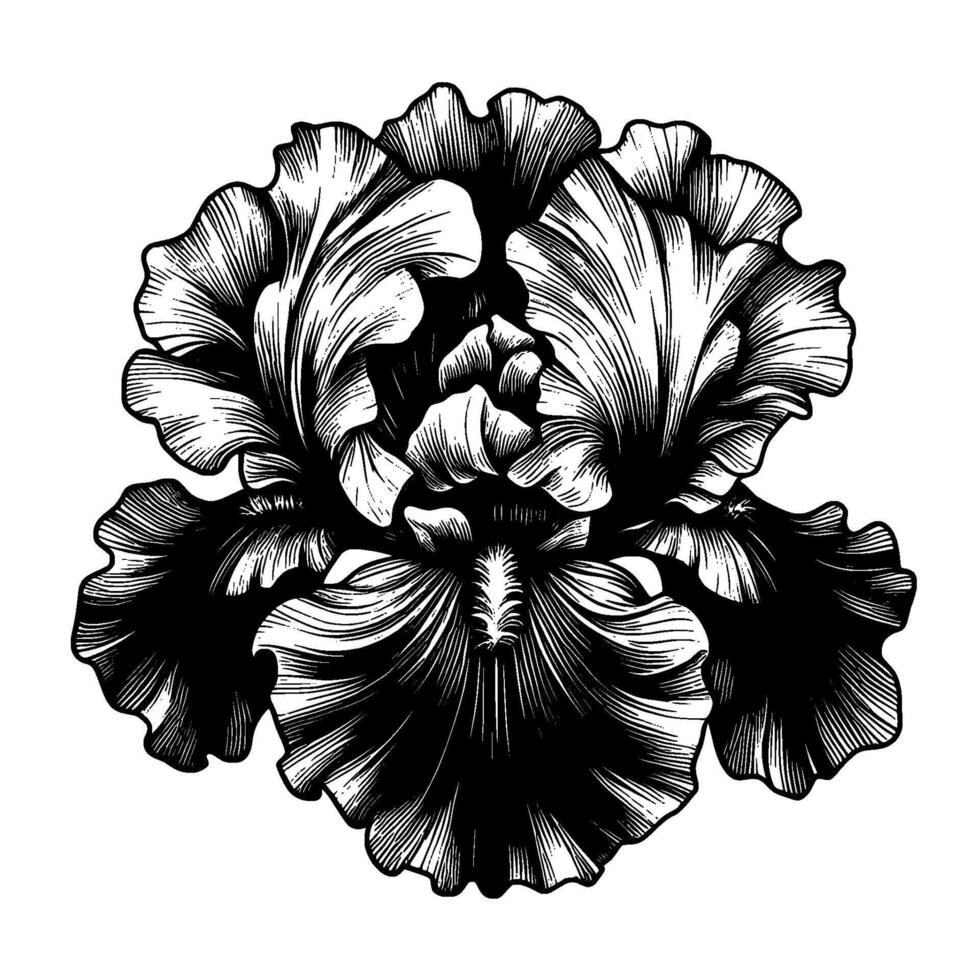 Intricate Black and White Line Art An Iris Blossom Unveiled, Showcasing Delicate Petals and Dramatic Contrast on White Background. vector