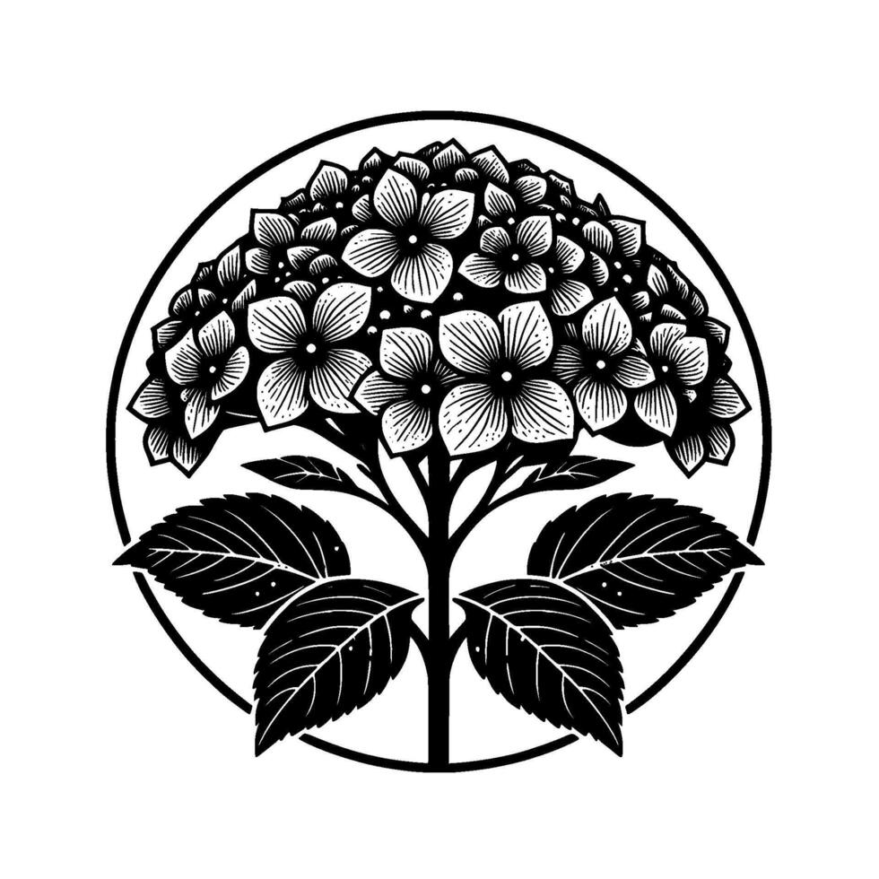 A stylized monochrome illustration featuring a hydrangea flower within a circular frame, emphasizing bold lines and intricate details. vector