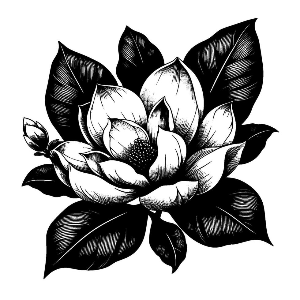 Intricately detailed monochrome magnolia flower illustration, showcasing petals, leaves, and bud against a clean white background, highlighting delicate line work. vector