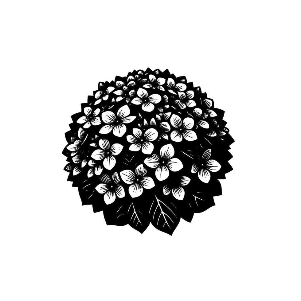 Intricate Black and White Hydrangea Illustration Circular Floral Composition, Detailed Petals, Leafy Base on White Background vector