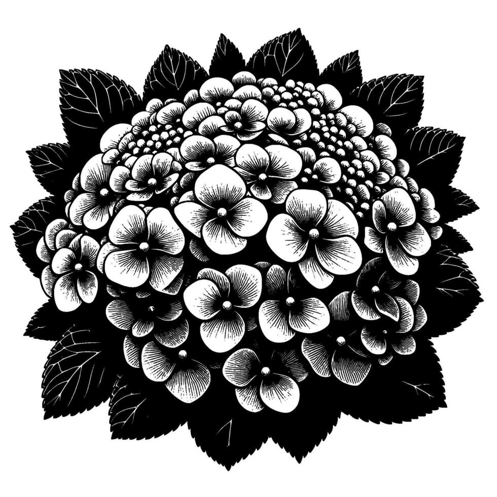 Intricate Black and White Hydrangea Bloom with Dark Leaves, Detailed Floral Artwork, Botanical Illustration vector