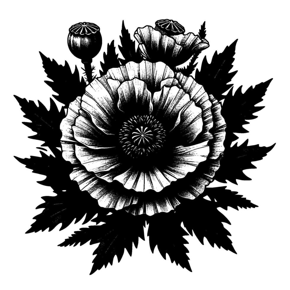 Detailed black and white illustration of poppy flowers, buds, and leaves arranged in a radial pattern, with a classic engraving style on white. vector
