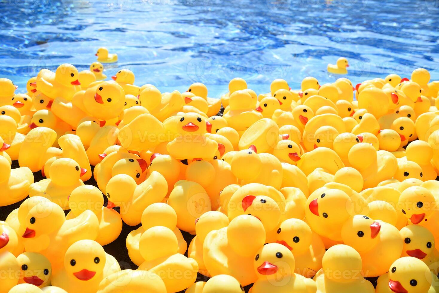 Many bright yellow rubber ducks floating in a pool. photo