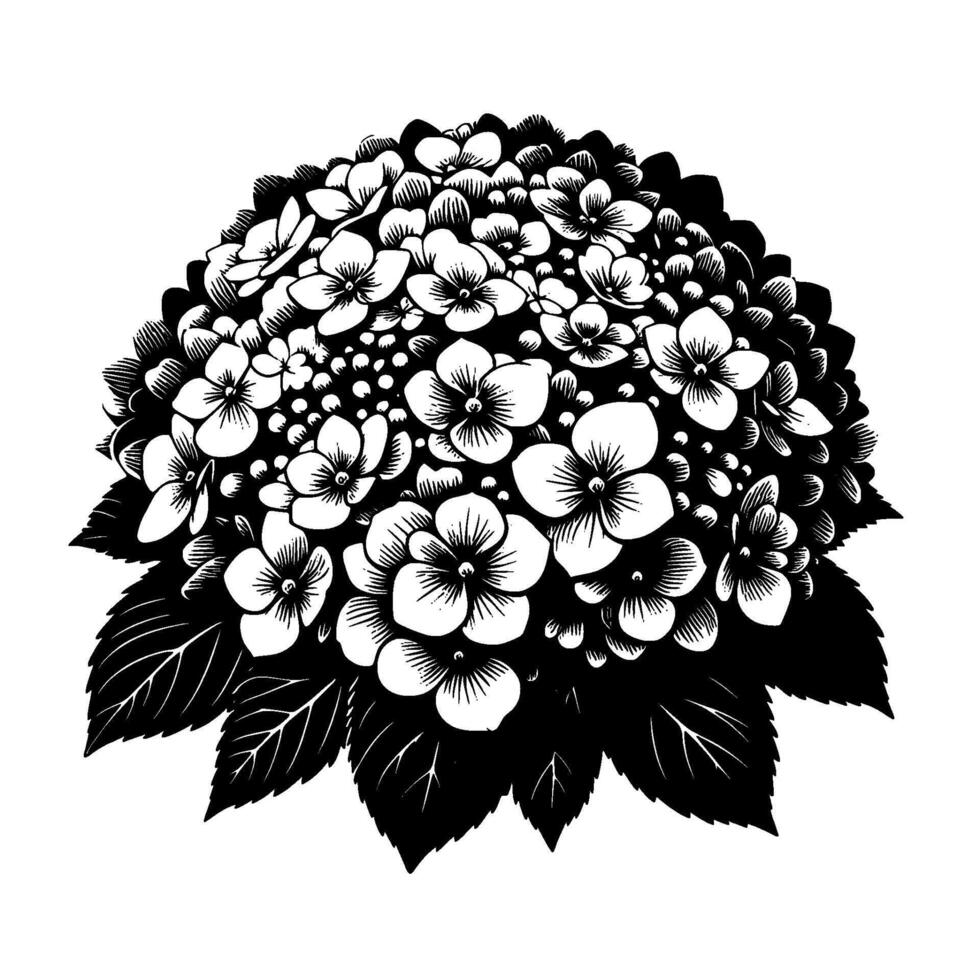 Intricate Black and White Illustration of a Lush Hydrangea Bloom with Detailed Petals and Leaves, Set Against a Pure White Background. vector