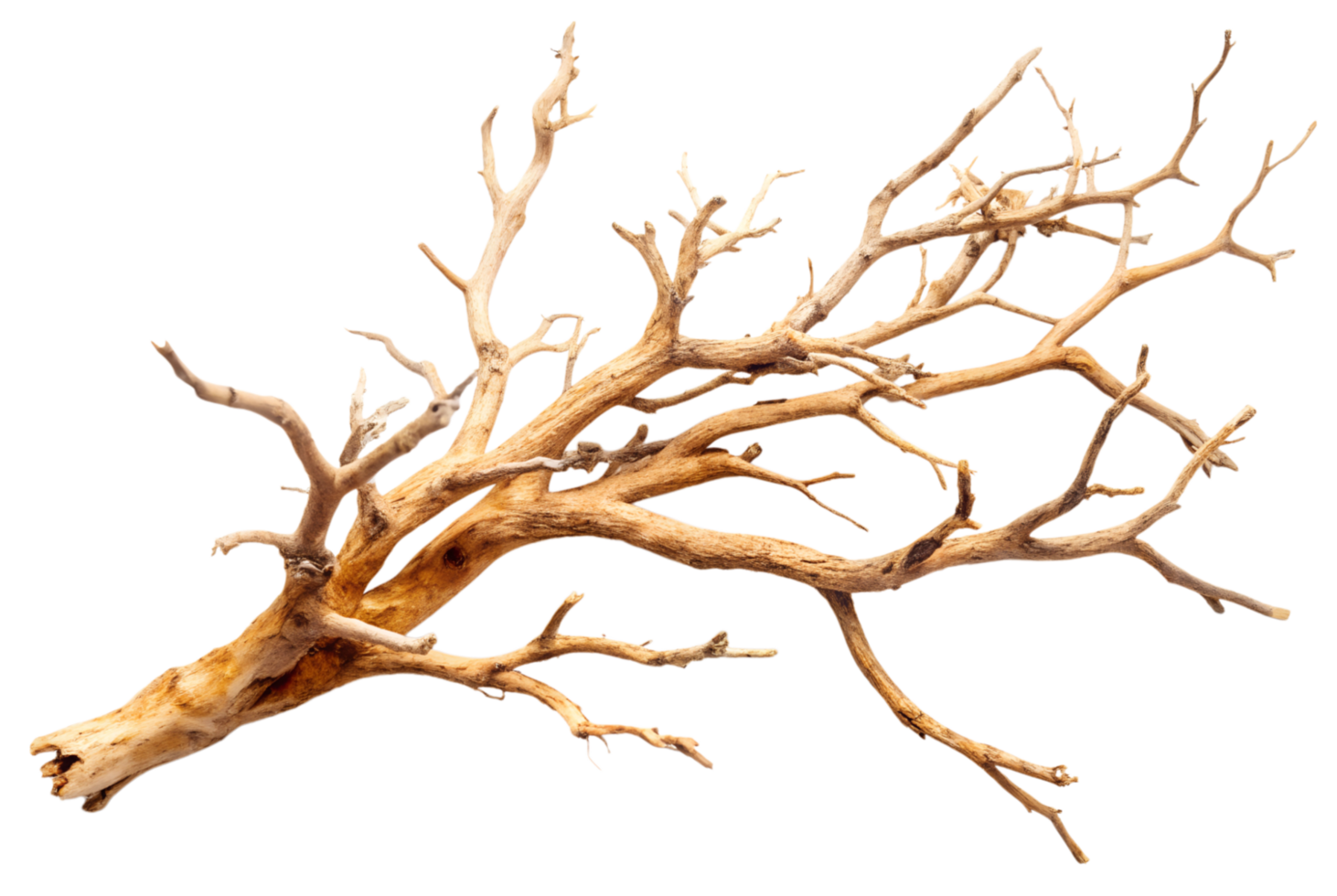 Dry tree branch sways gently in the wind png