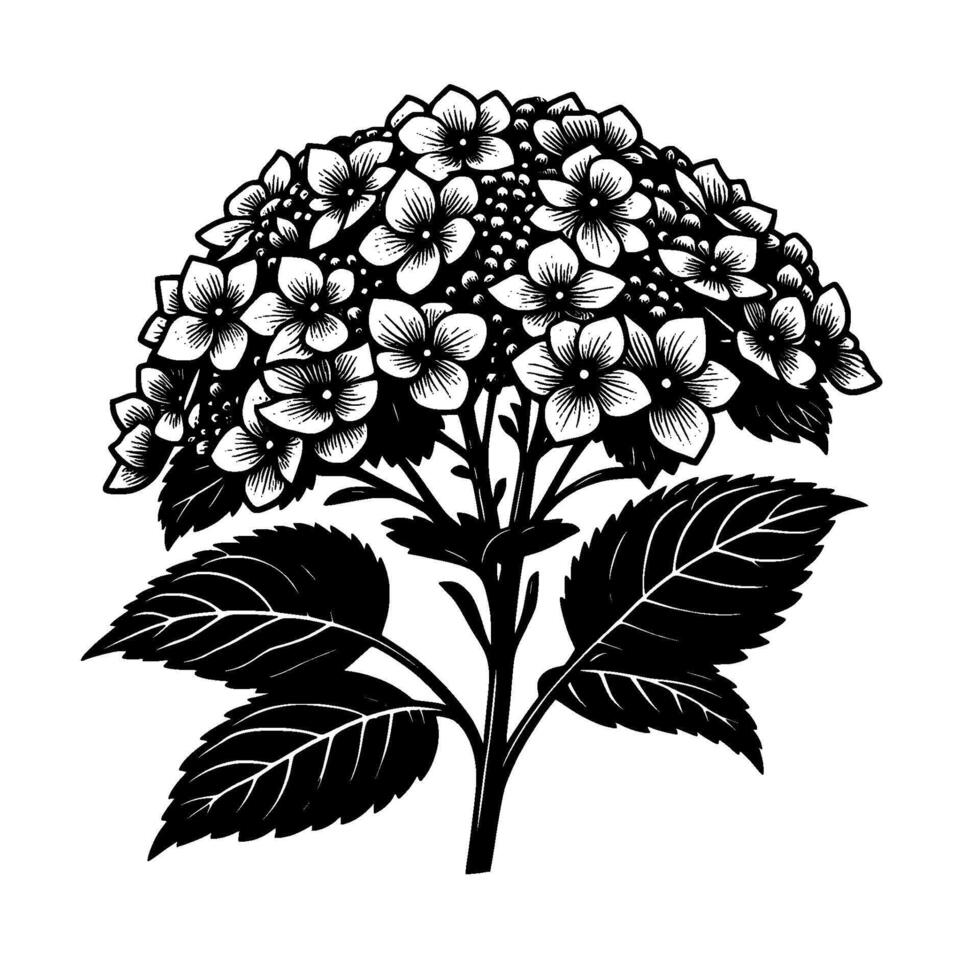Elegant Black and White Hydrangea Illustration A Detailed Botanical Art Depicting Blooms, Leaves, and Stem in Contrast. vector