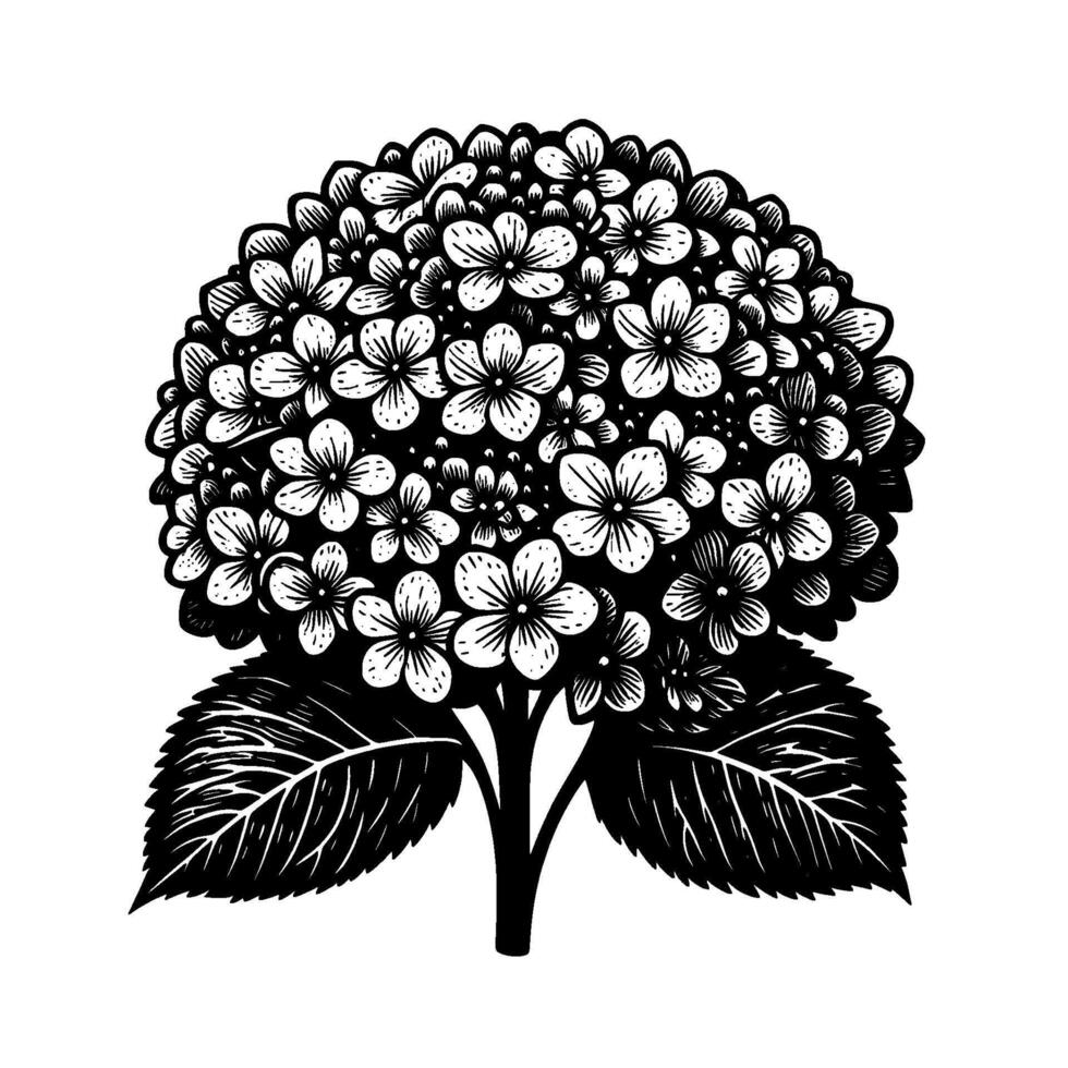 Intricate Black and White Hydrangea Illustration Detailed Floral with Textured Petals and Dramatic Shadows, Isolated on White. vector