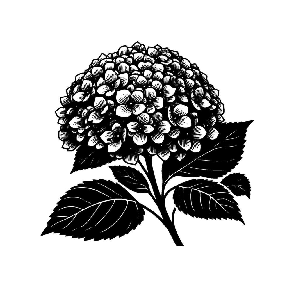 Elegant Hydrangea Illustration Black and White Floral Art with Detailed Petals, Lush Leaves, and a Classic Botanical Aesthetic on White Background. vector
