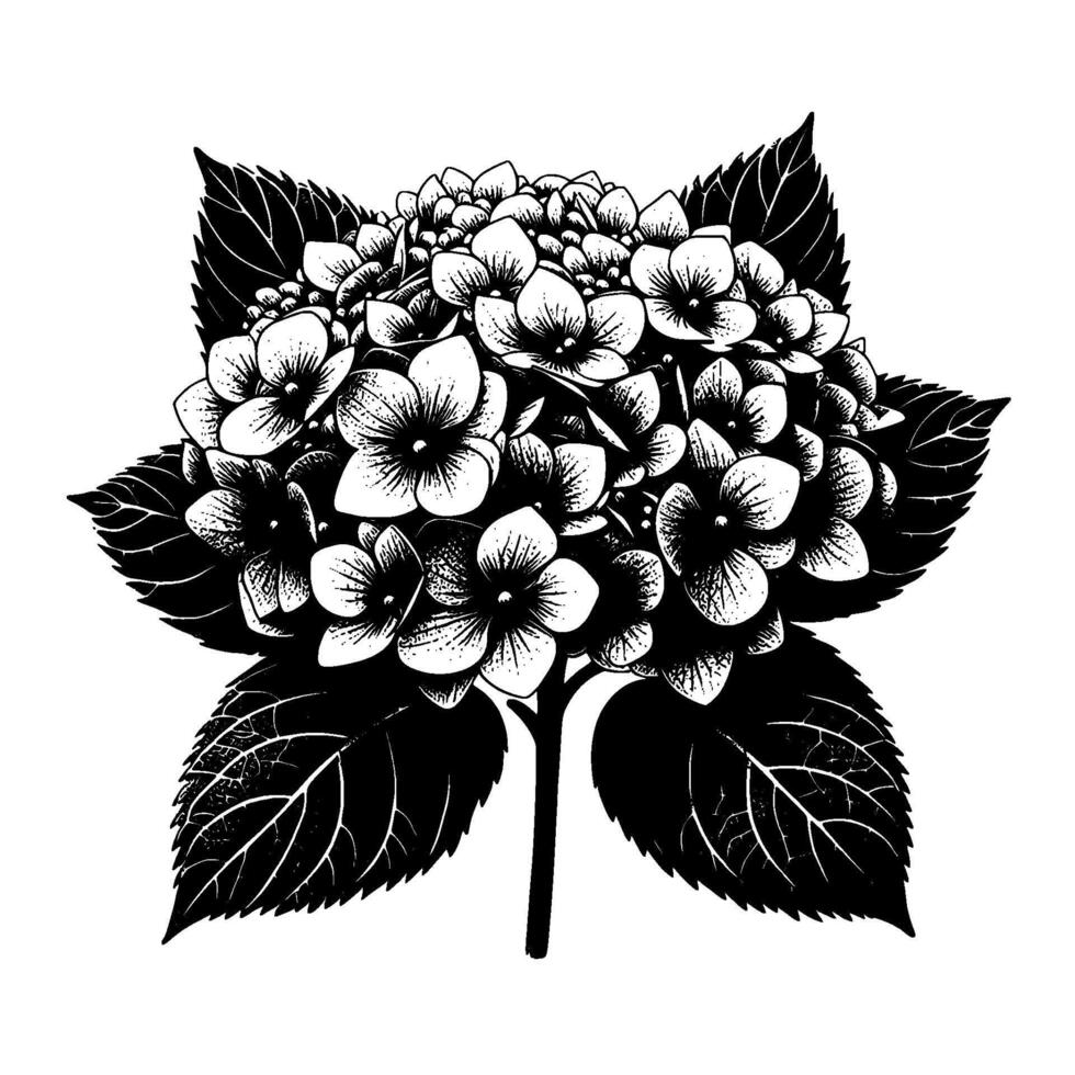 Intricate Black and White Floral Illustration A Detailed Study of Hydrangea Blooms and Foliage on a Stark White Background. vector