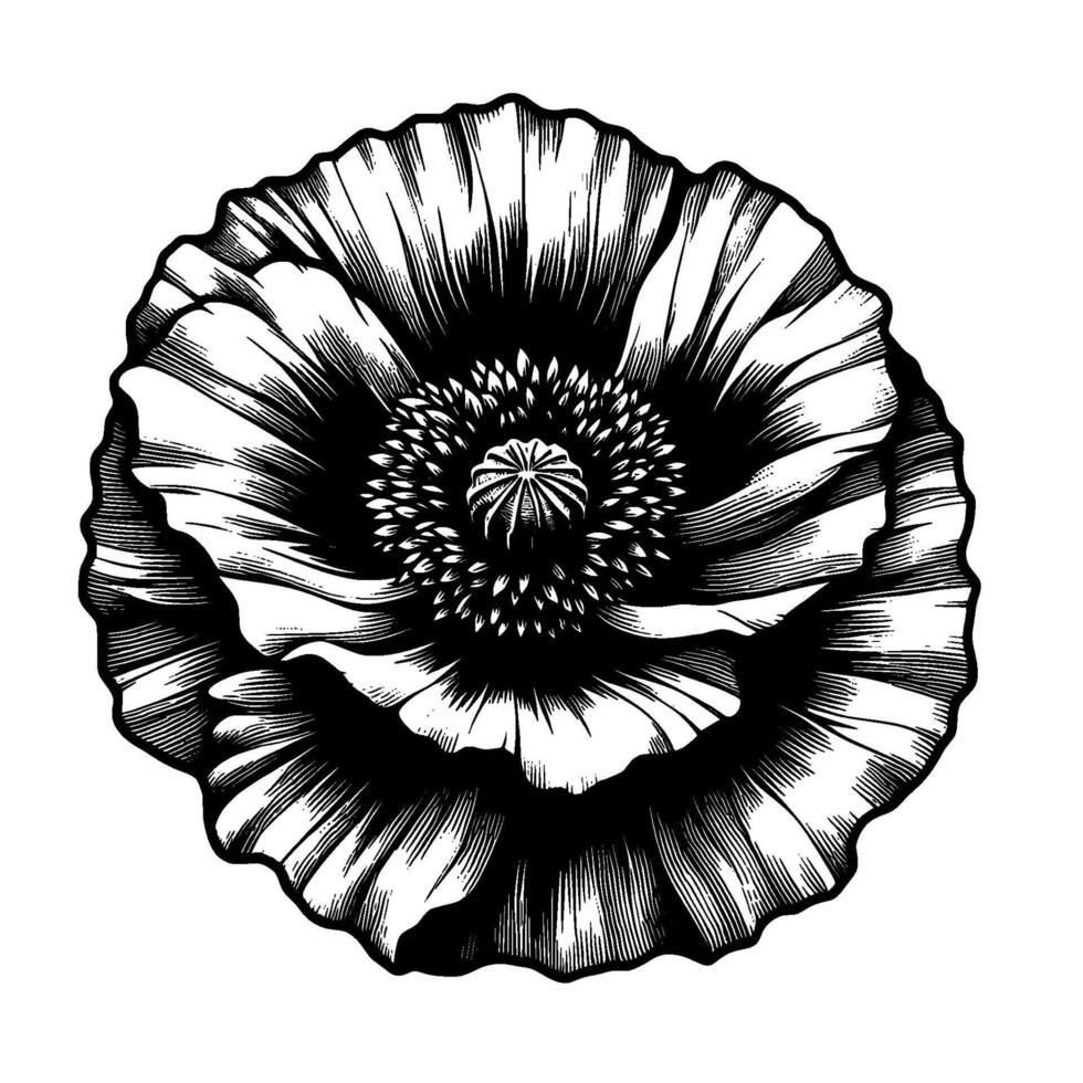 Intricate Black and White Engraving of a Poppy Flower, Detailed Linework, Botanical Art on a White Background. vector