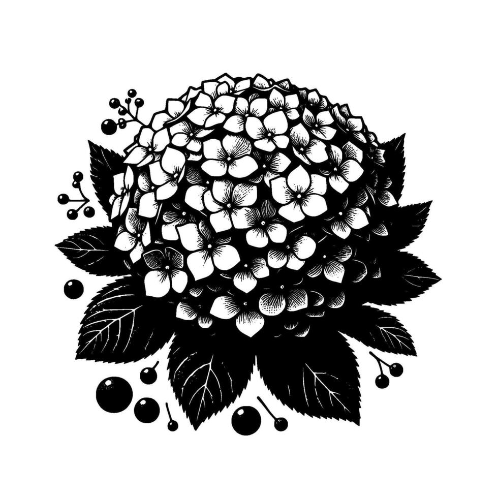Intricate Black and White Illustration of a Lush Hydrangea Blossom with Detailed Leaves and Berries, against a Clean White Background. vector