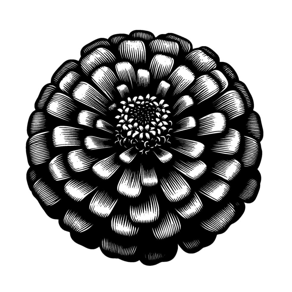 Intricate monochrome floral illustration featuring a densely layered, crosshatched flower head against a pure white background. vector