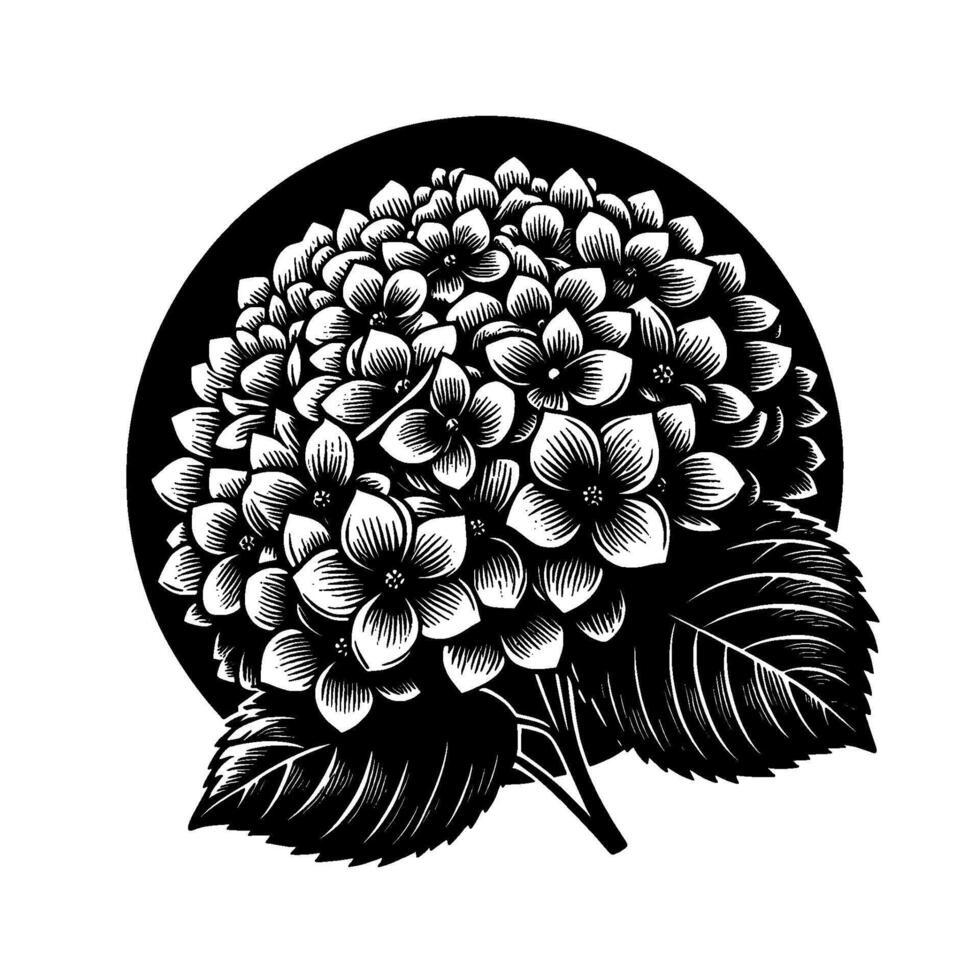 Intricate Black White Engraving of Hydrangea Blossom Cluster, Set Against a Bold Circular Silhouette with Detailed Leaf Illustration. vector