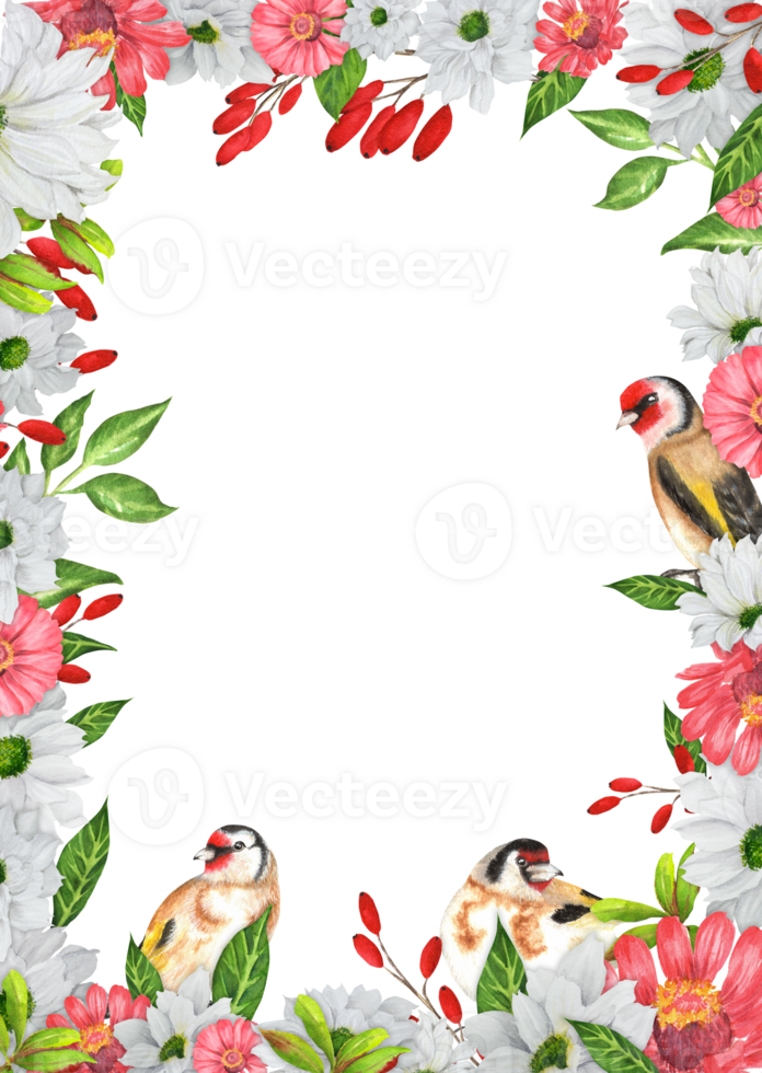 Rectangular frame with white chrysanthemum, red zinnia, barberry branchlets, green leaves, goldfinch birds. Birds garden clipart. Hand-drawn watercolor illustration png