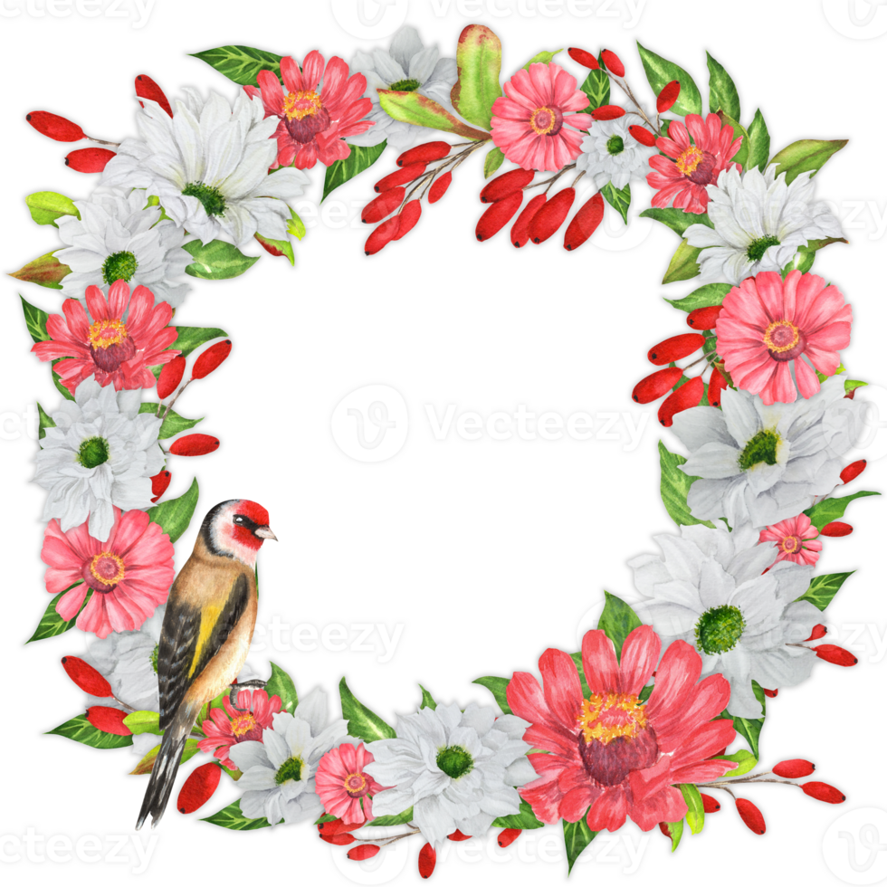 Floral wreath with white chrysanthemum, red zinnia, barberry branchlets, goldfinch bird. Birds garden clipart. Hand-drawn watercolor illustration png