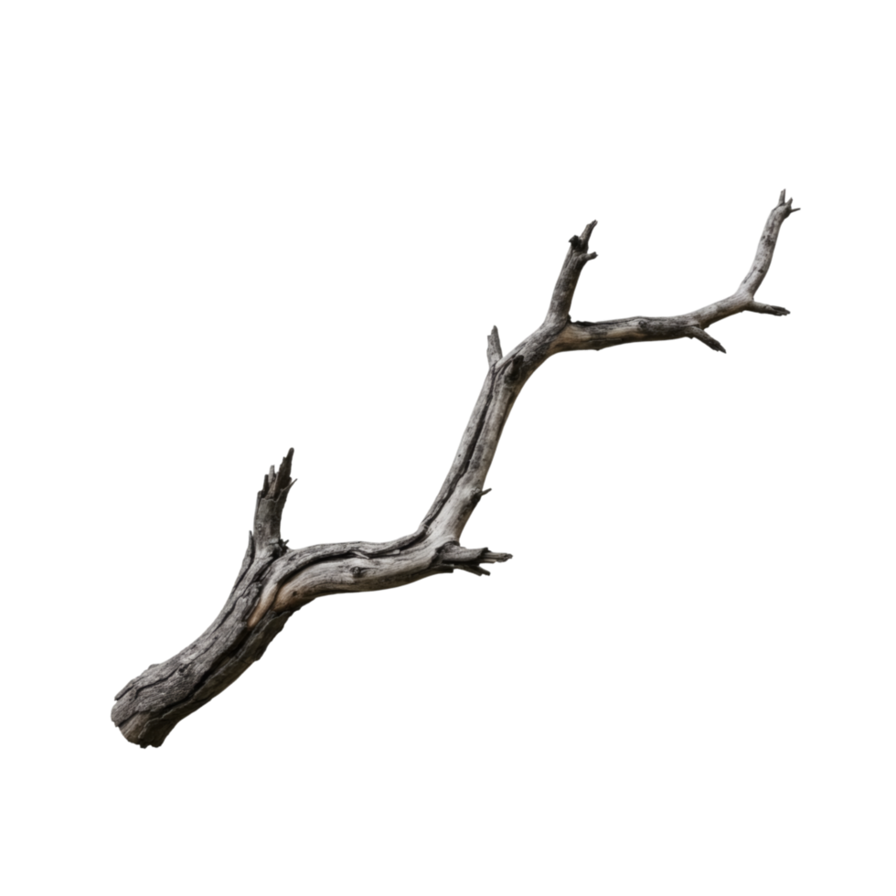 A branch with no leaves on it png