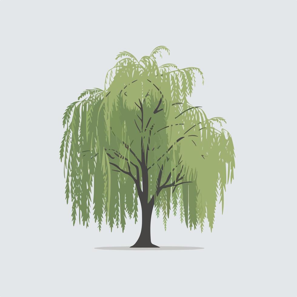 Willow tree illustration vector