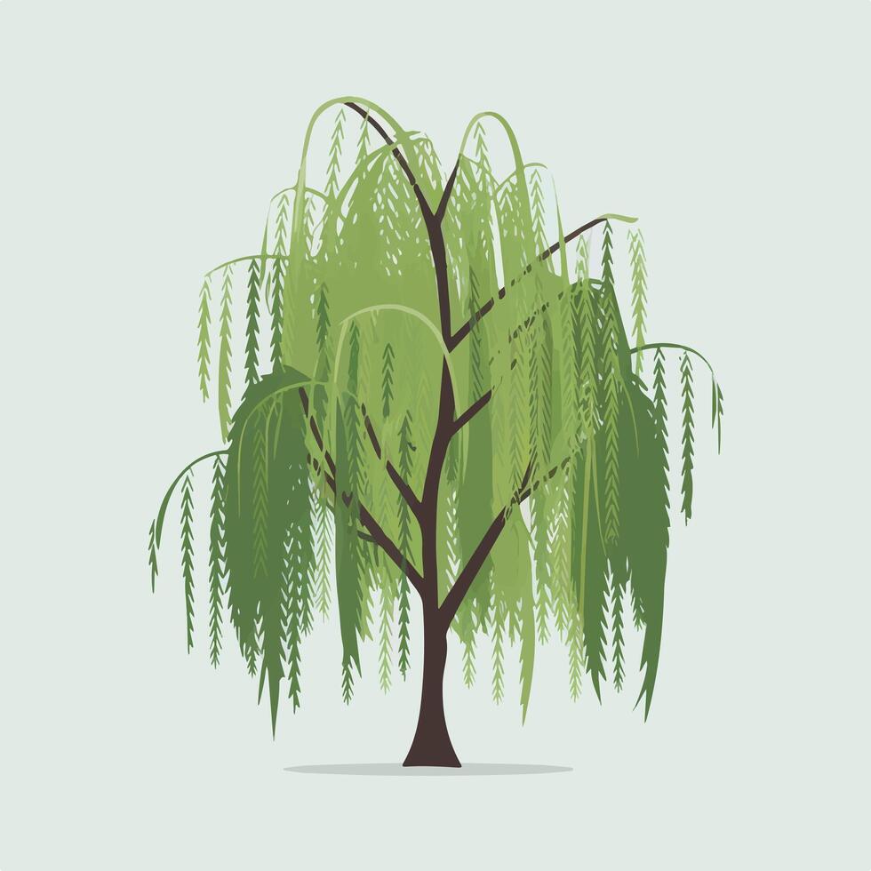 Willow tree illustration vector
