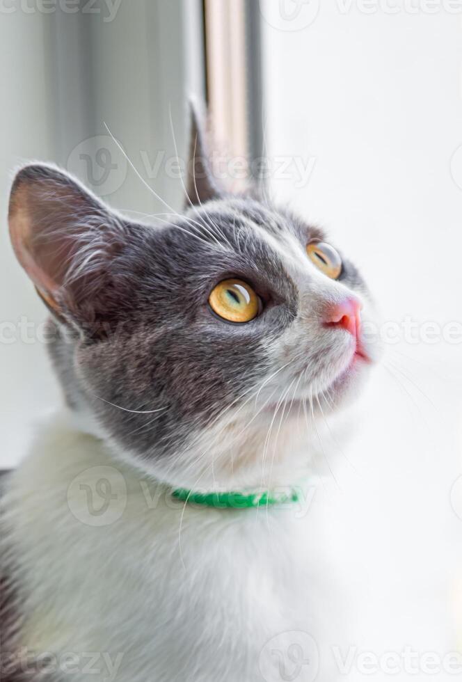 Young gray cat with big yellow eyes close up photo