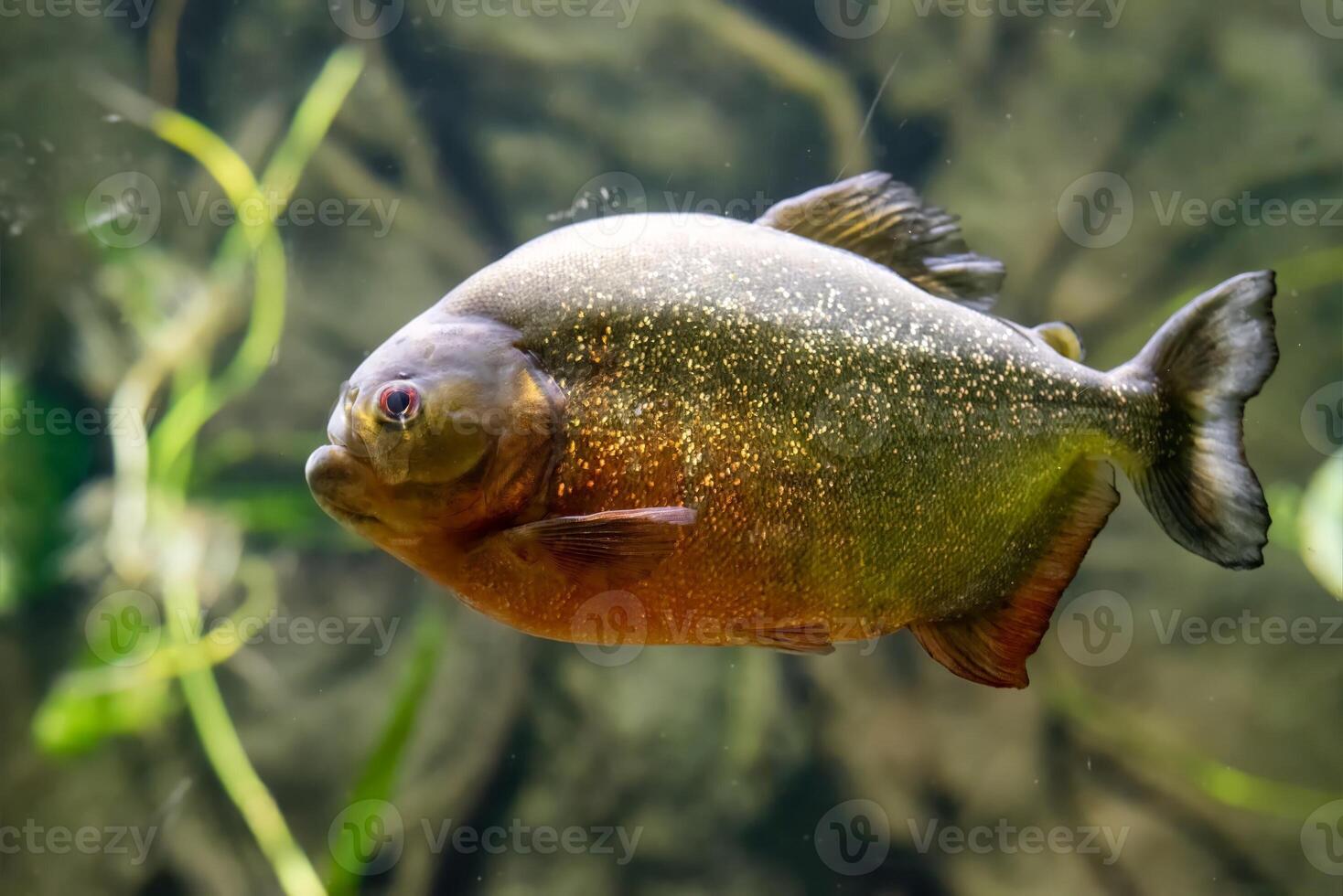 Red-bellied piranha also known as the red piranha Pygocentrus nattereri photo