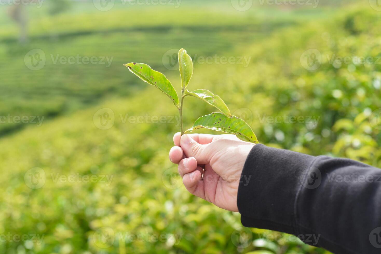 Hand holding tea crop against the tea hill in Da Lat Vietnam photo