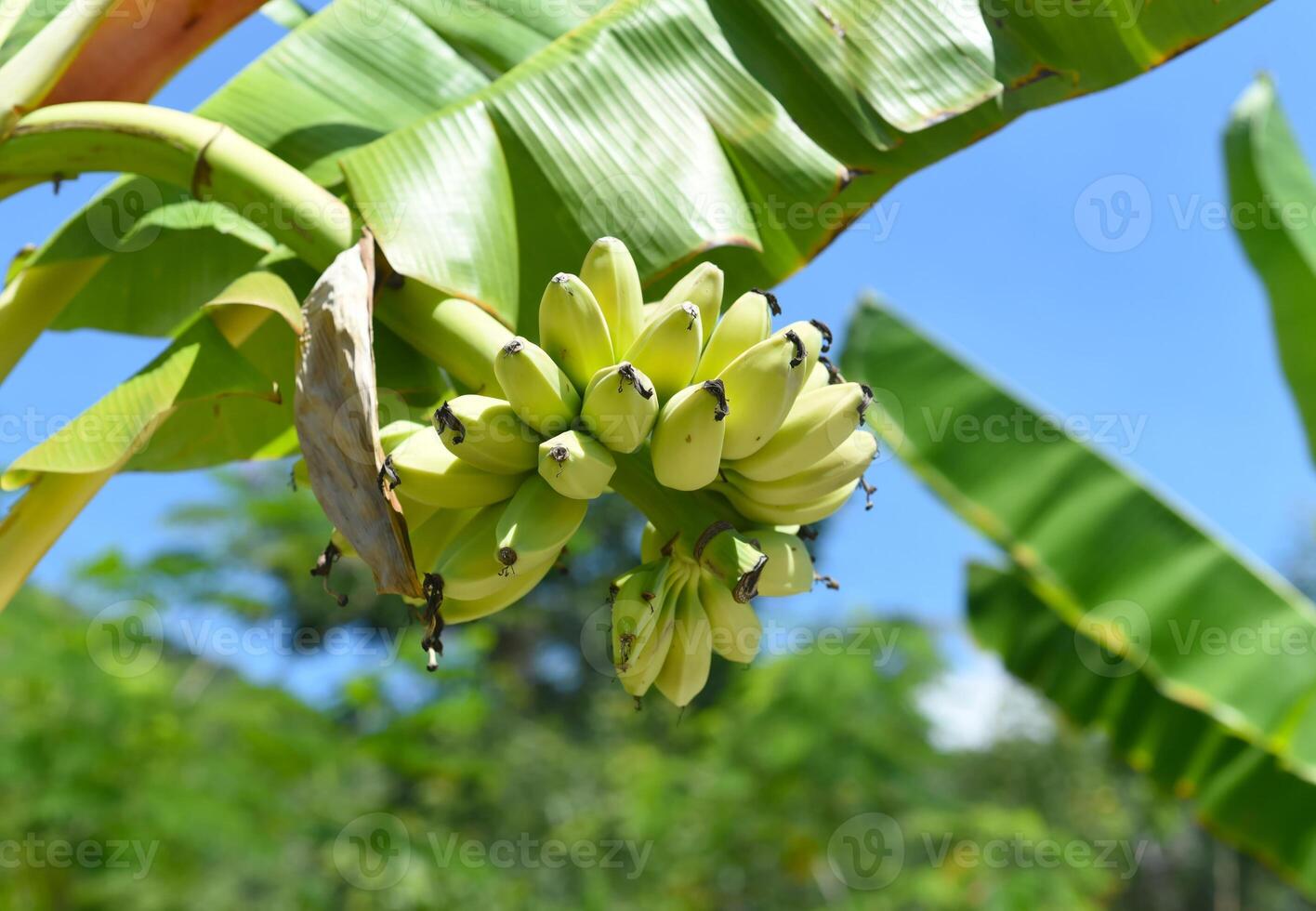 Ripe bananas growing in Vietnam. photo
