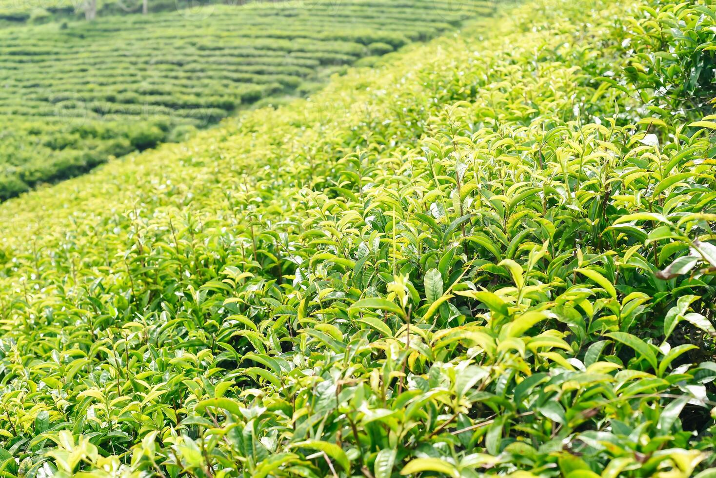 Tea crop in tea hill in Da Lat Vietnam. photo