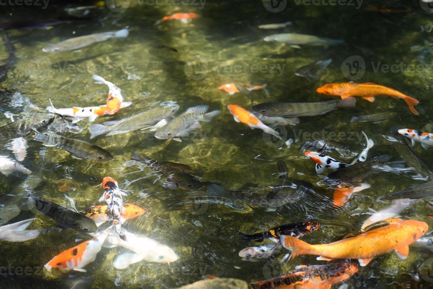 Many coi fish carp swimming in pond of Vietnam photo