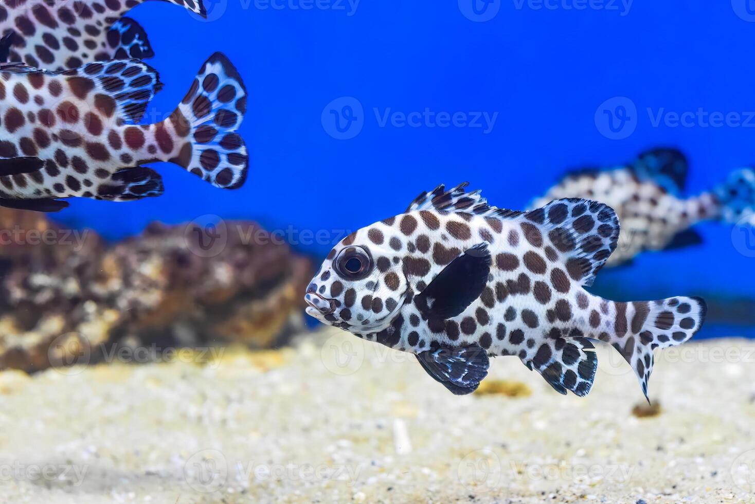 Aharlequin sweetlips fish in aquarium close up photo