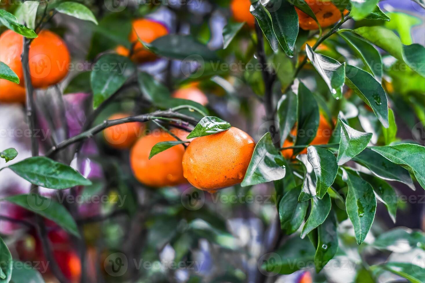 vietnamese tangerine tree close up. photo