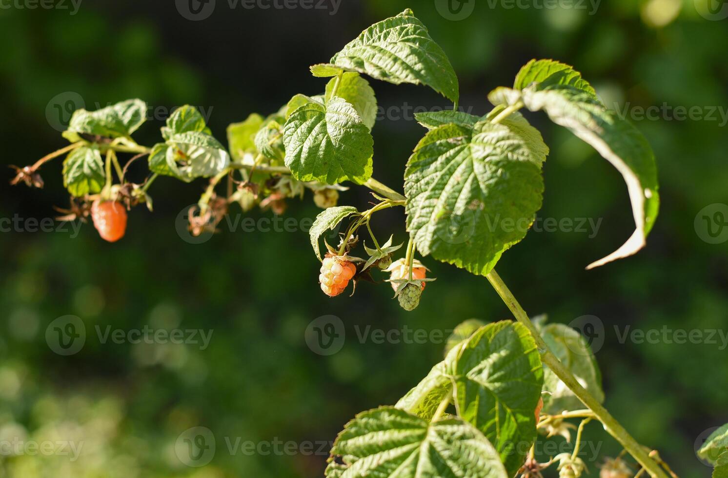 Raspberry variety Orange miracle growing in garden. photo