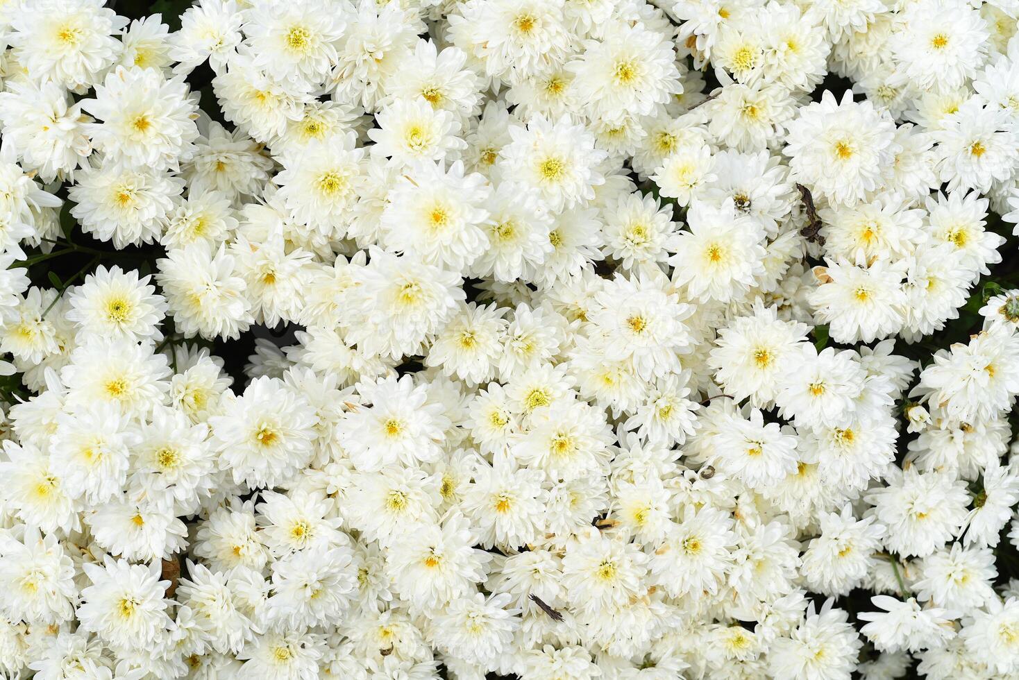 chrysanthemum multiflora Brandove White on flowe bed photo