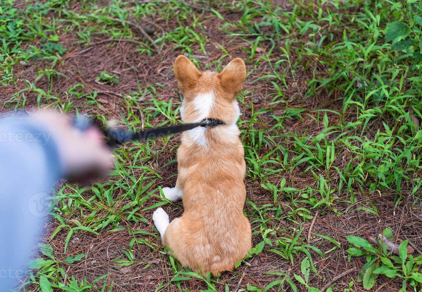 Hand holding leash with corgi dog photo