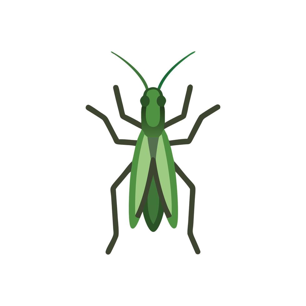 Detailed Grasshopper on Leaf vector