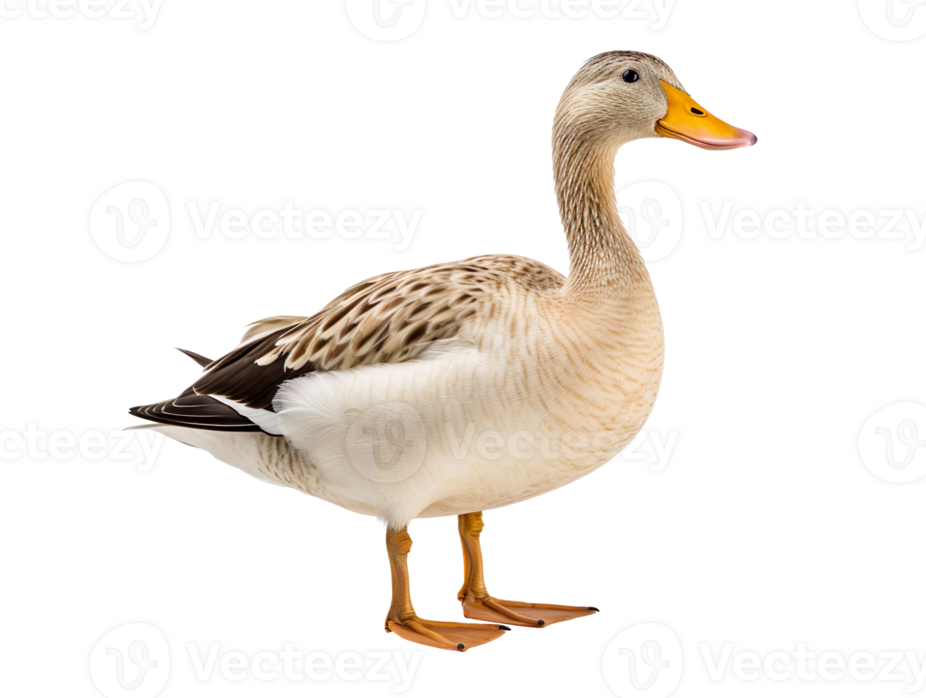 A duck isolated on transparent background png