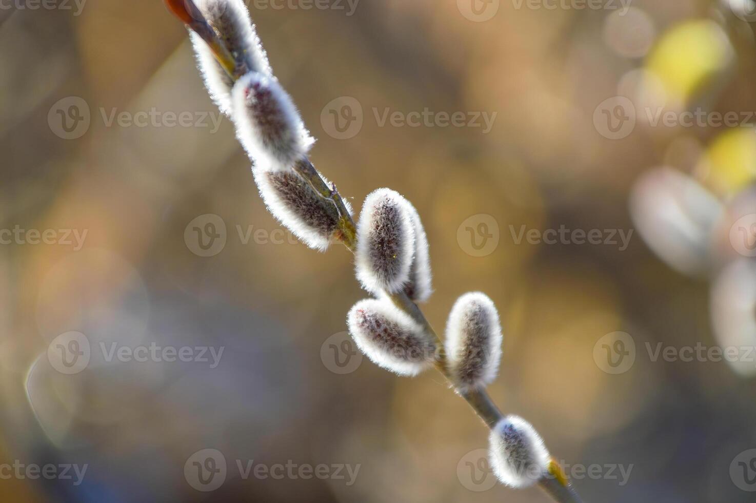 willow with furry catkins in early spring Young male catkin photo