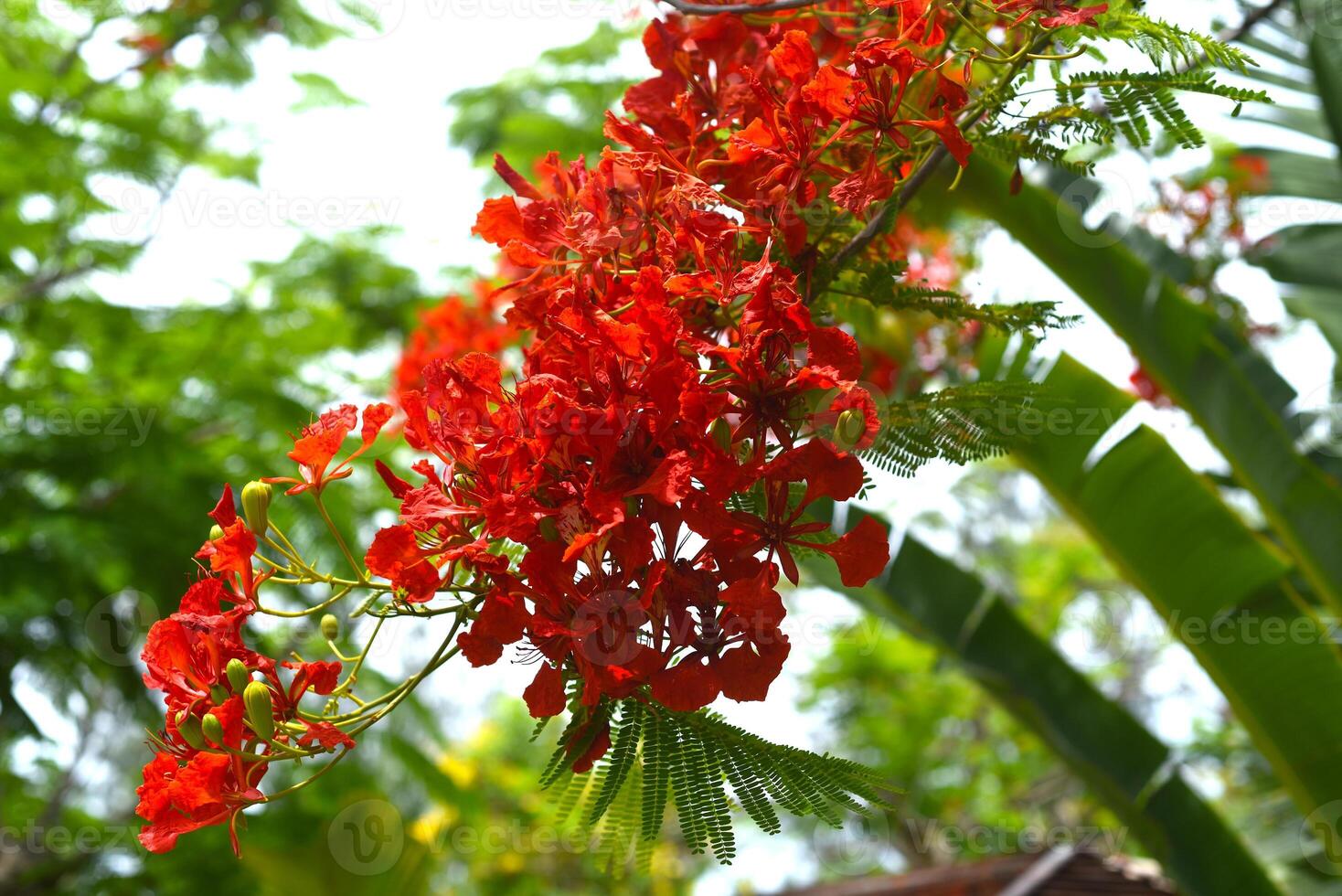 Delonix regia or flame tree growing in Vietnam photo