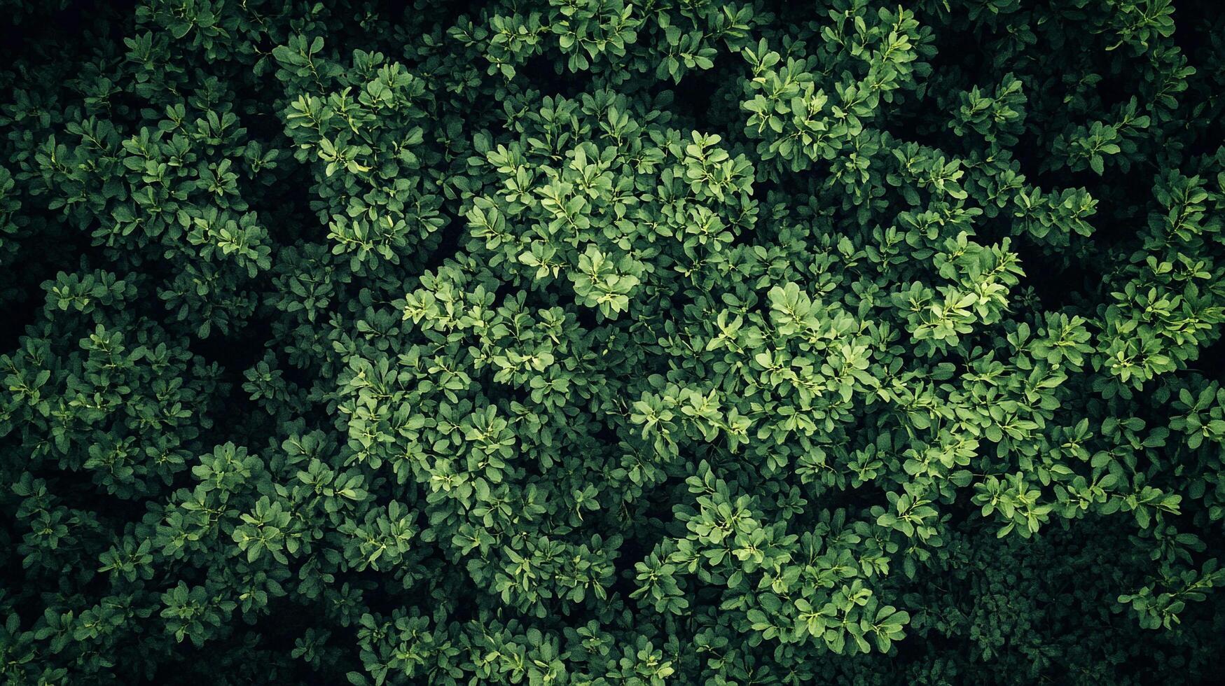 A lush canopy of green leaves extends across the ground like a vibrant quilt, highlighting the abundance of nature and its serene, calming energy from above. photo