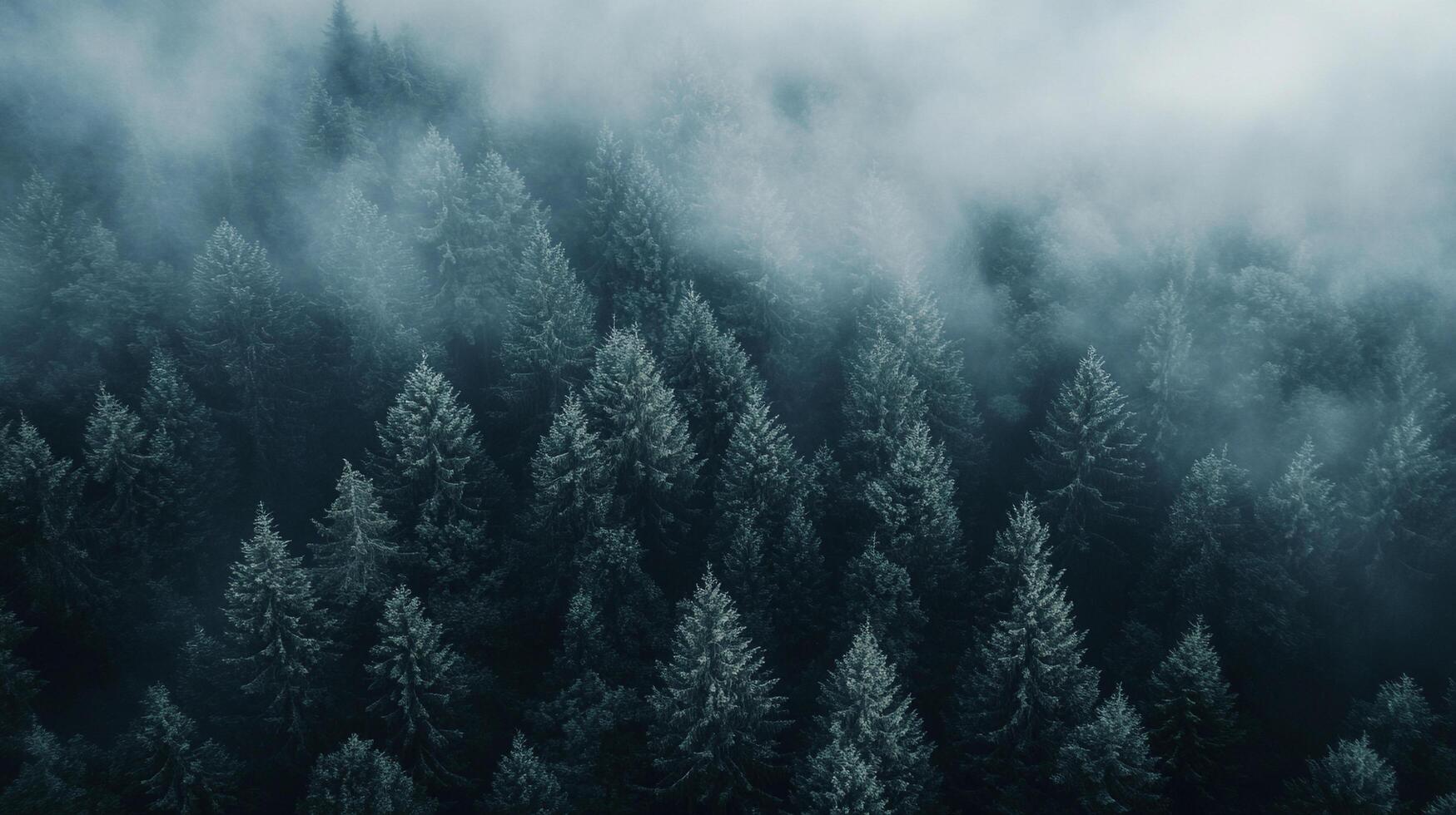 An enchanting view of a dense evergreen forest shrouded in mist, creating layers of depth and mystery that evoke a sense of calm and wonder. photo