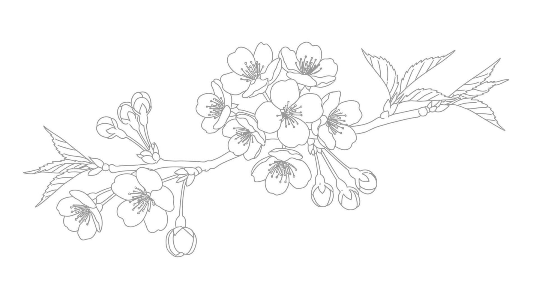 A drawing of a cherry blossom branch vector