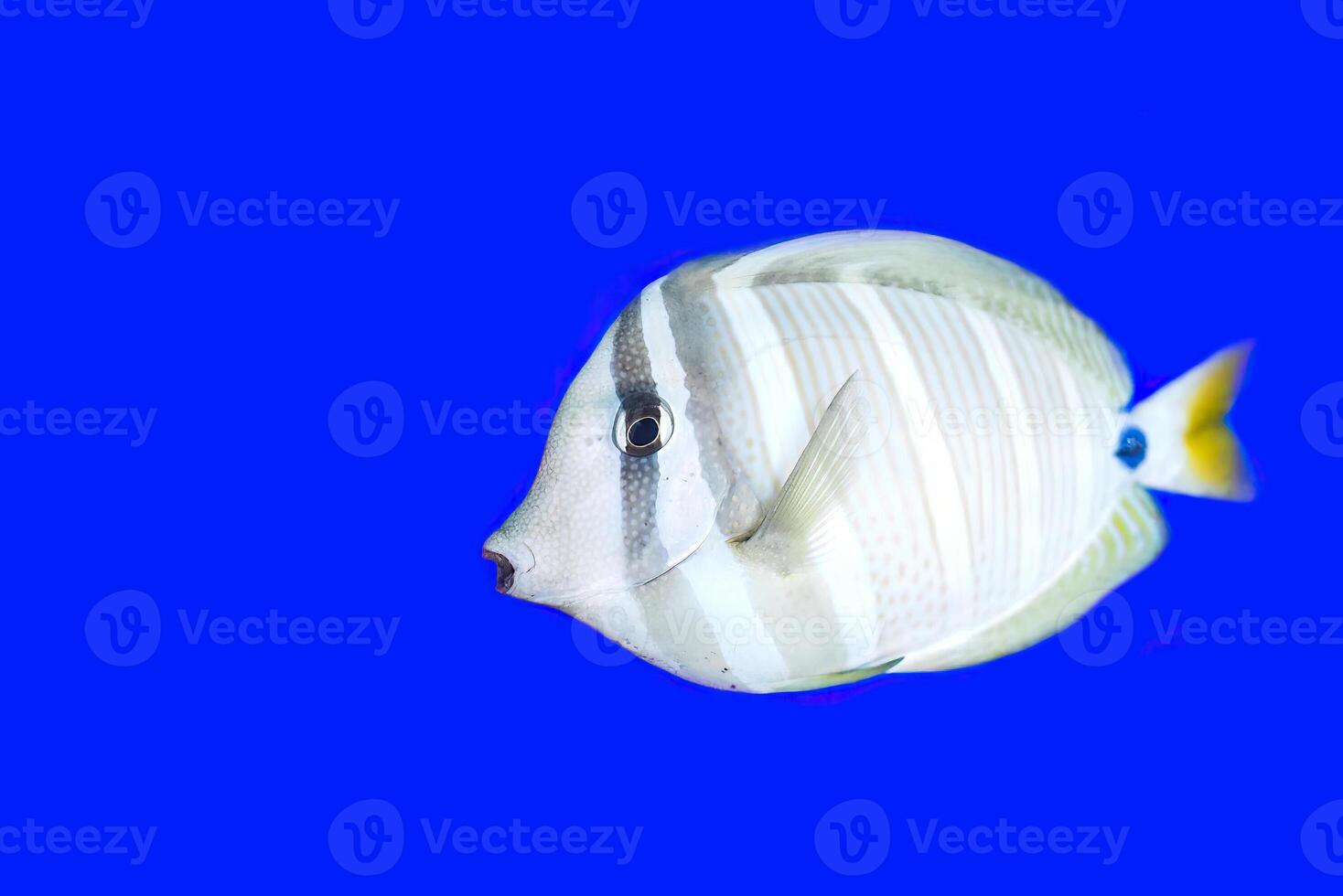 Sailfin tang in aquarium on blue background close-up photo