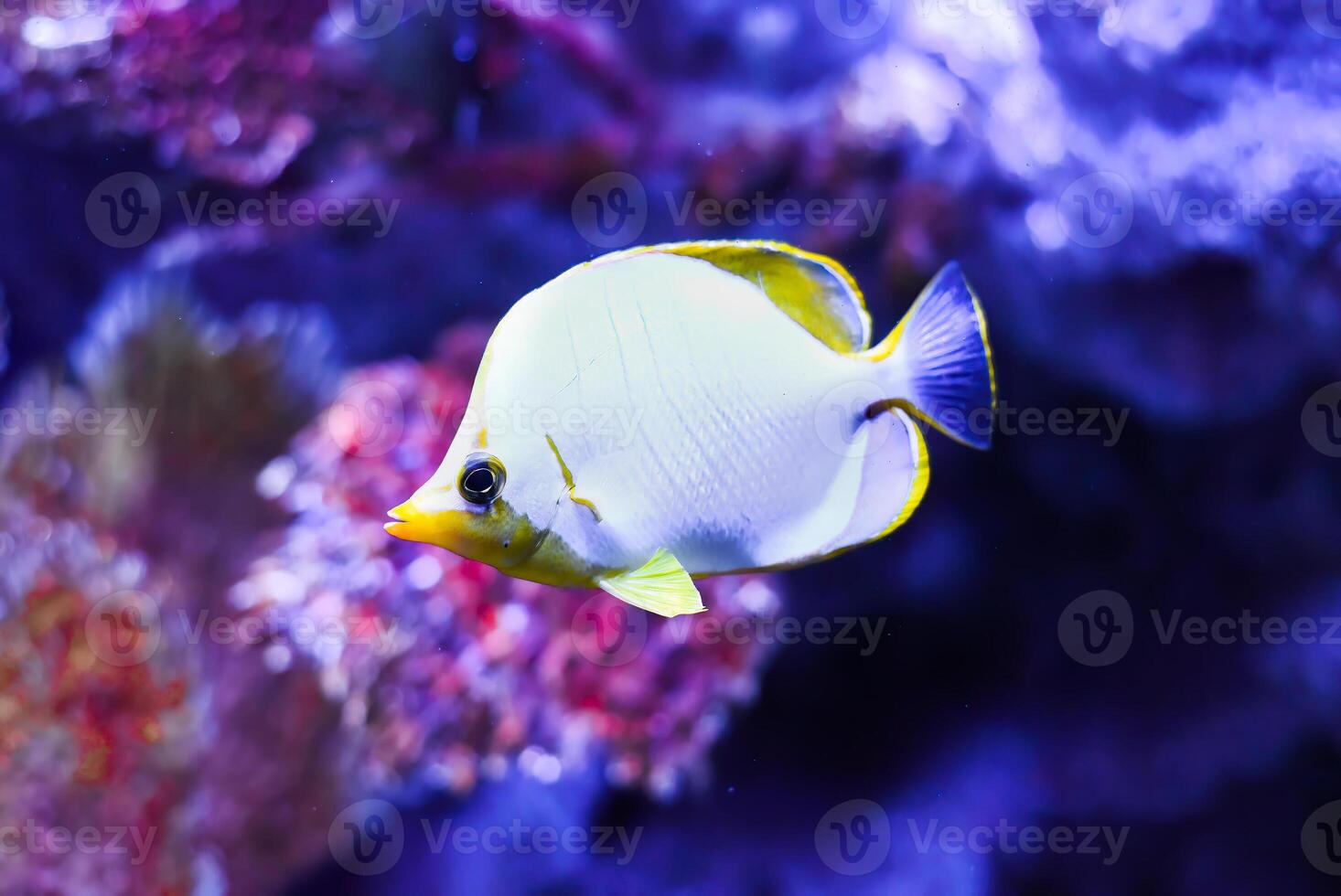 Chaetodon xanthocephalus, known commonly as the Yellowhead butterflyfish in aquarium in Thailand photo