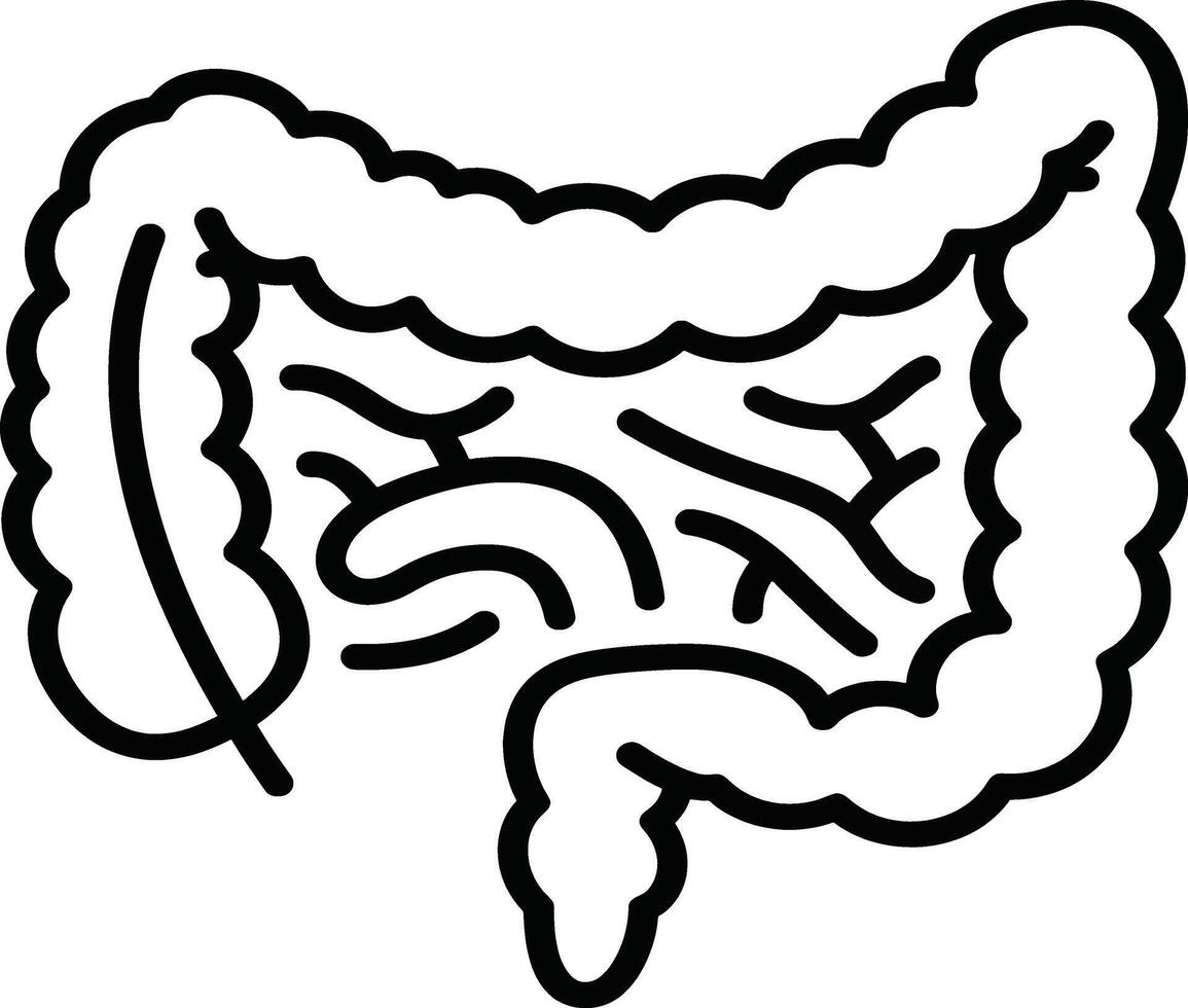 An outline of the human digestive system vector
