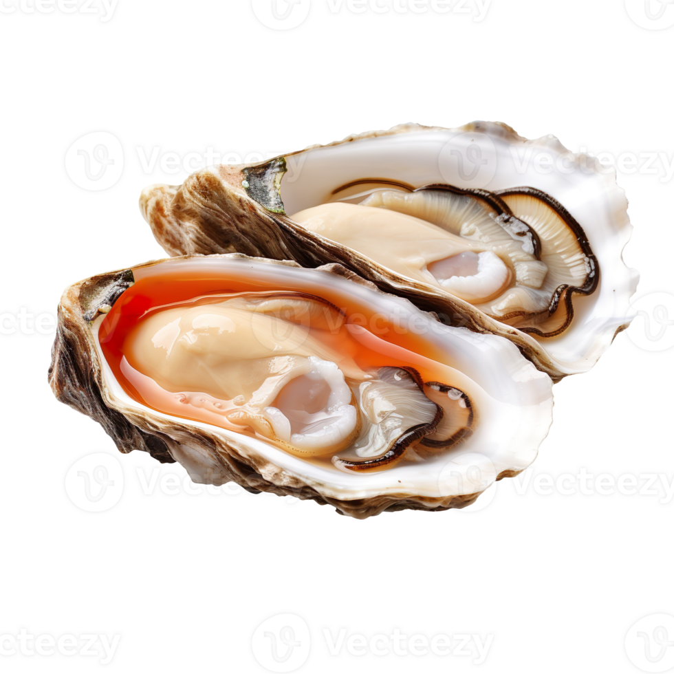 Fresh oyster isolated on transparent background png