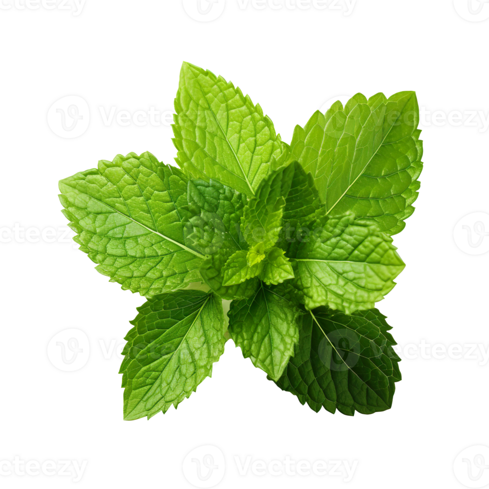 Fresh mint leaf isolated on transparent background png
